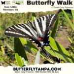 Butterfly Walk - Violet Cury