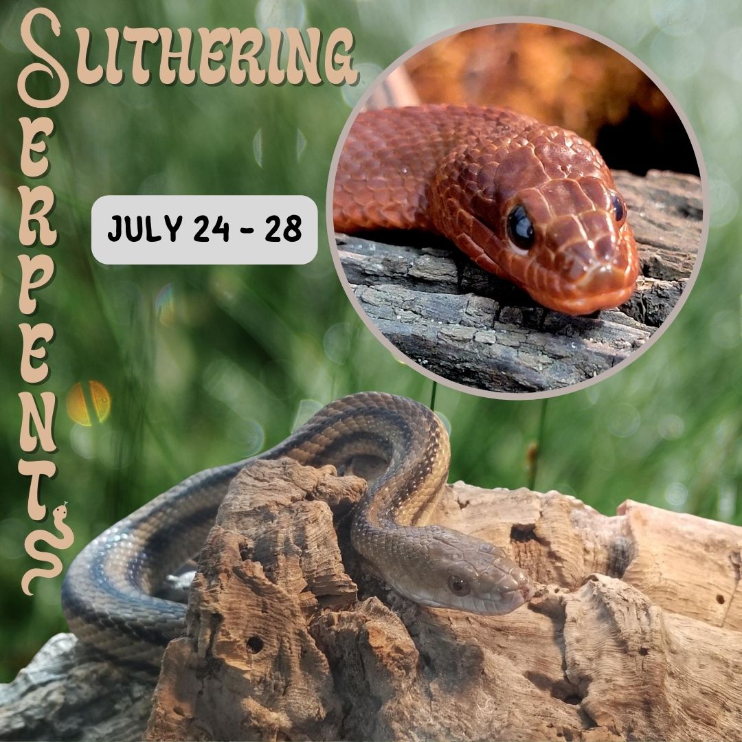 Slithering Serpents: July 24-28